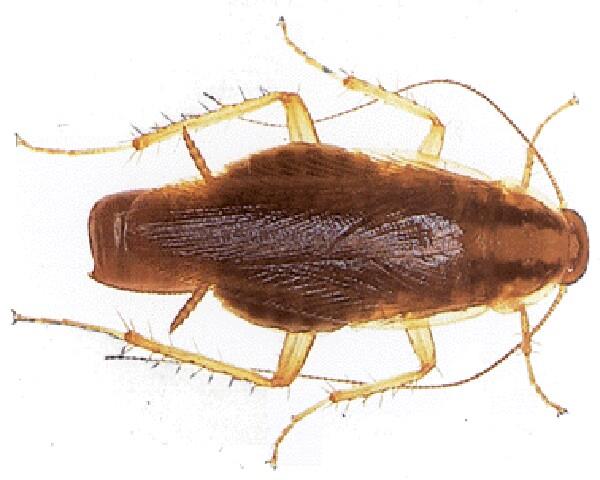 Kalorifer böceği ilaçlama