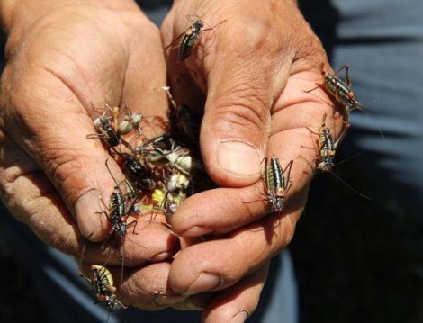 Çekirge İlaçlama Hizmetleri