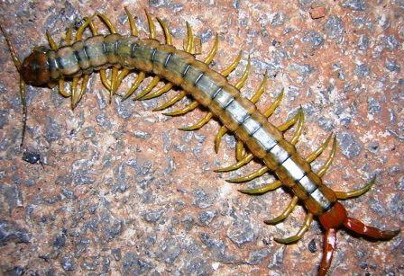 Çıyan İlaçlama ve İlaçlama Hizmetleri