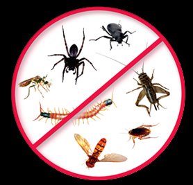 Haşere İlaçlama İşi Ne İçin Yapılır