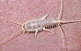 Gümüş Böceğinin Zararları Nelerdir?