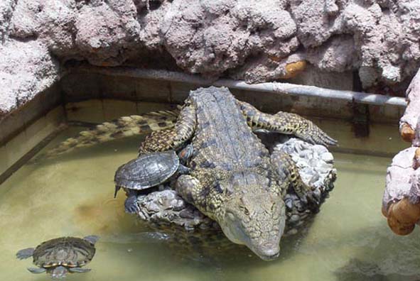 Hayvanat Bahçesi İlaçlama