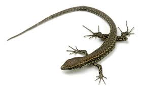 Kertenkelelerden Kurtulmak Sanıldığı Kadar Zor Değil