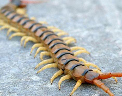 Kırkayak Nedir? Kırkayak İlaçlaması