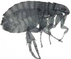 Pireden Nasıl Kurtulunur ?